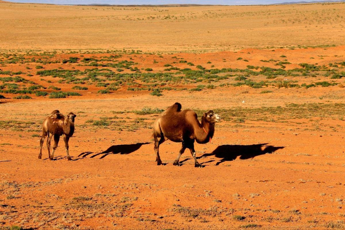 Gurbantunggut Desert